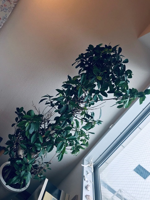 ぬちぐすい３兄弟：長男