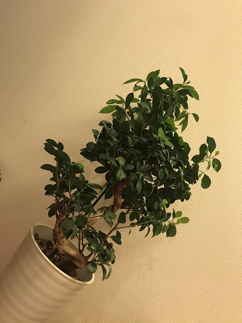 ぬちぐすい３兄弟：次男