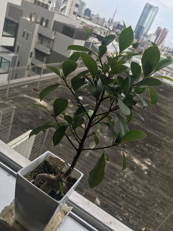 ぬちぐすい３兄弟：三男